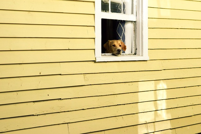 heated dog house