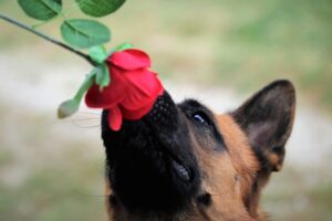 Heated Dog Houses: Comfort and Safety for Furry Friends in Harsh Weather