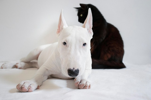 heated dog house