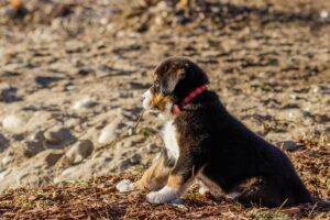 Heated Dog Houses: Comfort and Safety for Furry Friends in Harsh Weather