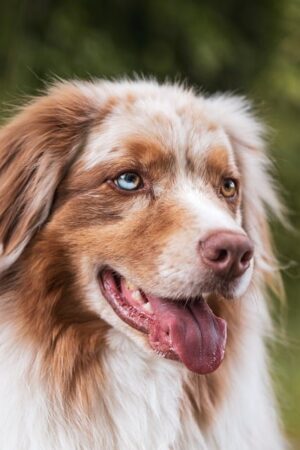Warm Your Dog’s Home: Exploring Heated Dog Houses for Comfortable Canines