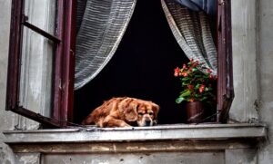 Warm Comfort: Exploring Heated Dog Houses for Safe, Happy Pets