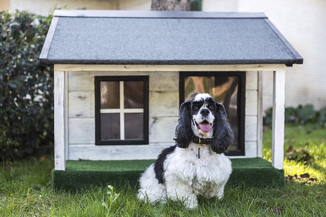 heated dog house