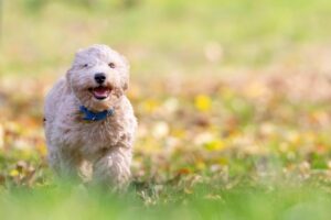 Warm Comfort: Understanding Heated Dog Houses for Safe, Happy Pets