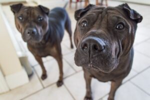 Heated Dog Houses: Comfort and Safety for Furry Friends in Cold Weather
