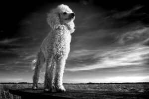 Warm Your Dog’s Heart: Exploring Heated Dog Houses for Comfortable Canines