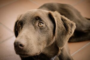 Warm Comfort for Furry Friends: Exploring Heated Dog Houses