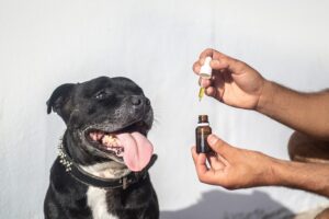 Heavy Metal Testing: Ensuring CBD Product Safety with Advanced Techniques