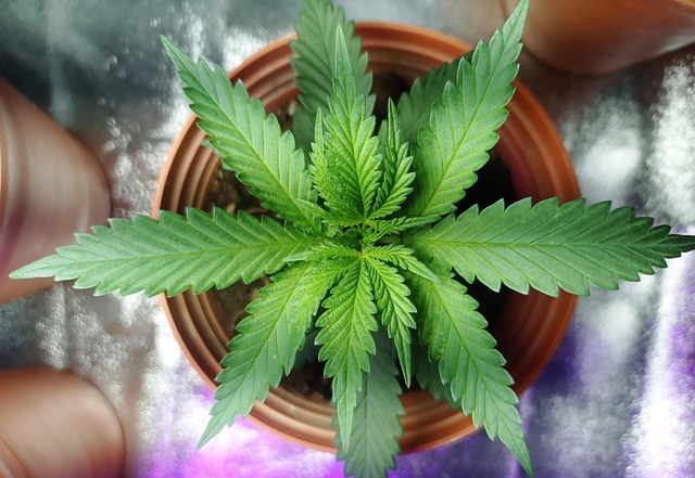 Hemp Terpenes for Sale