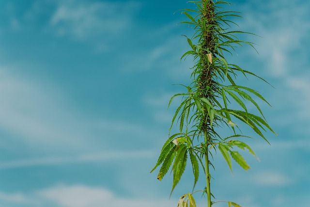 Hemp Terpenes for Sale