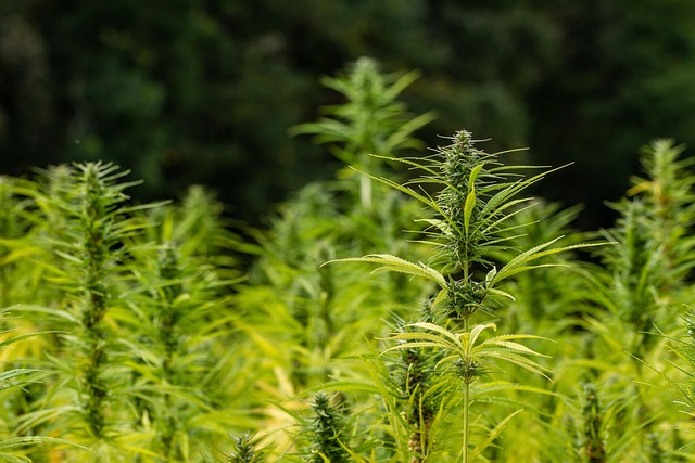 Hemp Terpenes for Sale