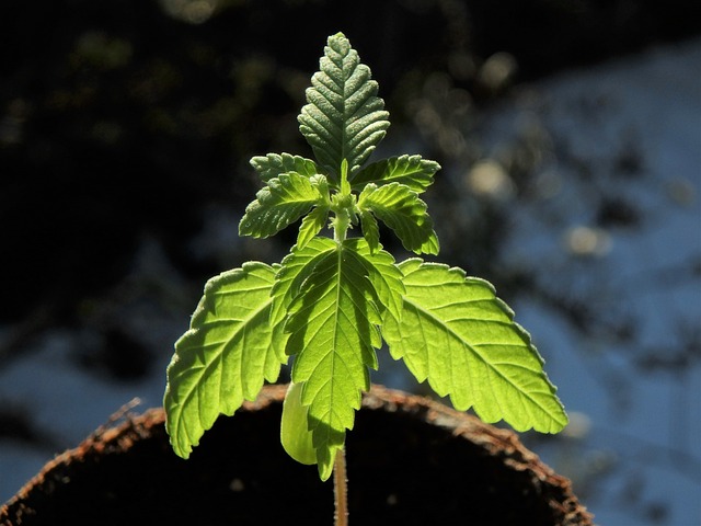 Hemp Terpenes for Sale