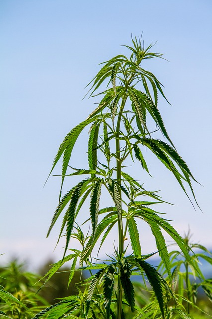 Hemp Terpenes for Sale
