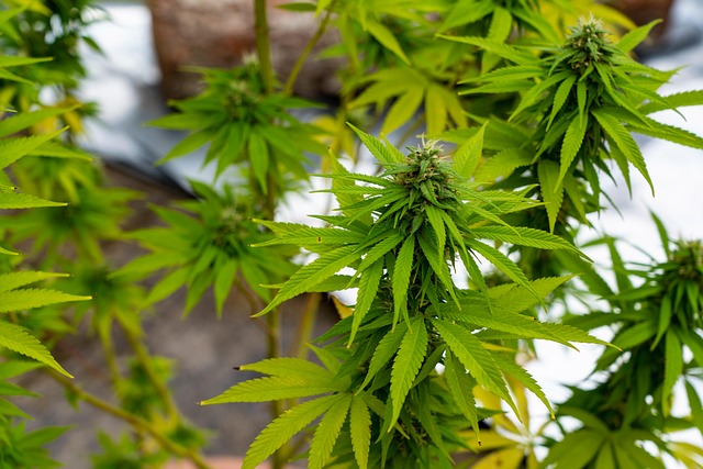 Hemp Terpenes for Sale