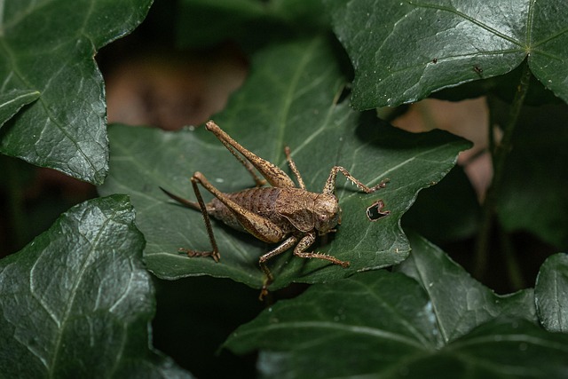 insect control services