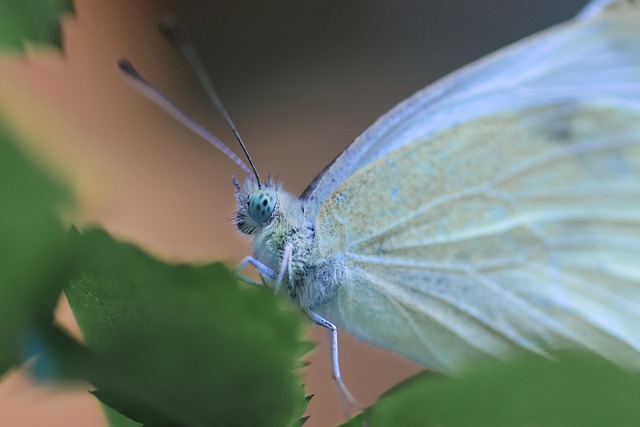 insect control services