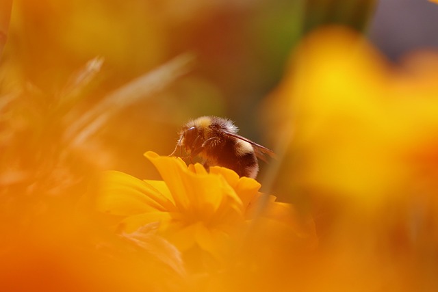 insect control services