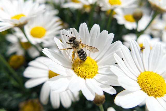 insect control services