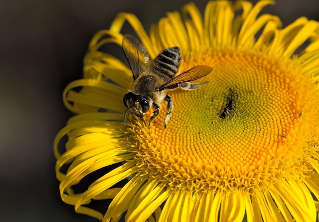 insect control services