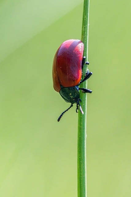 insect control services
