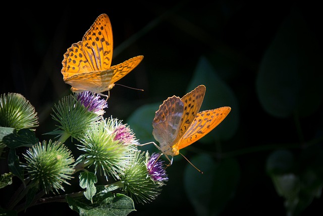 insect control services