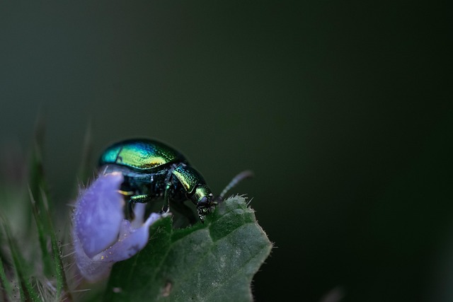 insect control services