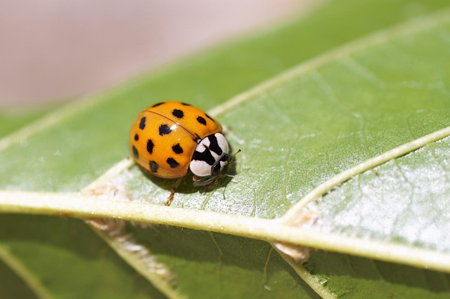 insect control services