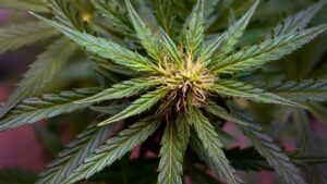KO Blend THC Disposable: Fast-Acting Relief for Pain and Anxiety
