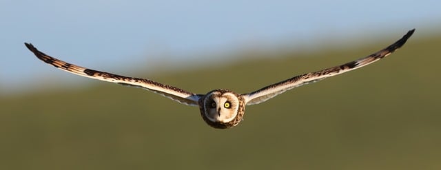 Local SEO