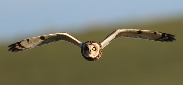 Local SEO
