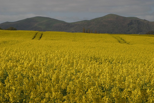 Malvern MSP