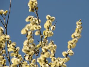 Mindfulness Therapy in Mesa: Healing Stress, Anxiety & Depression with Gentle Interventions