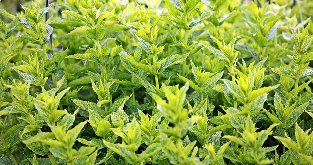 Mint Flavored CBD Tincture