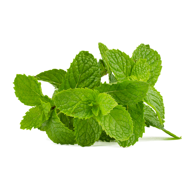 Mint Flavored CBD Tincture