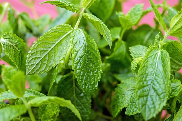 Mint Flavored CBD Tincture
