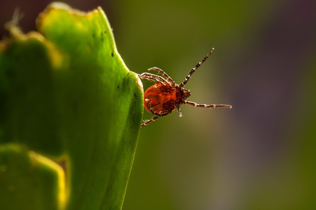 mosquito and tick control