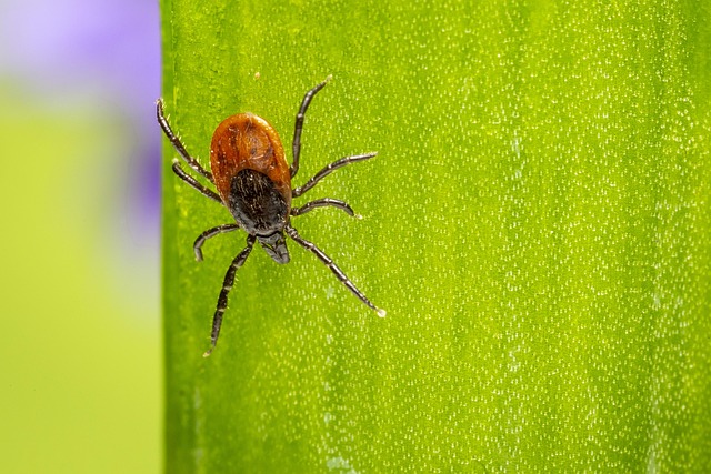 mosquito and tick control