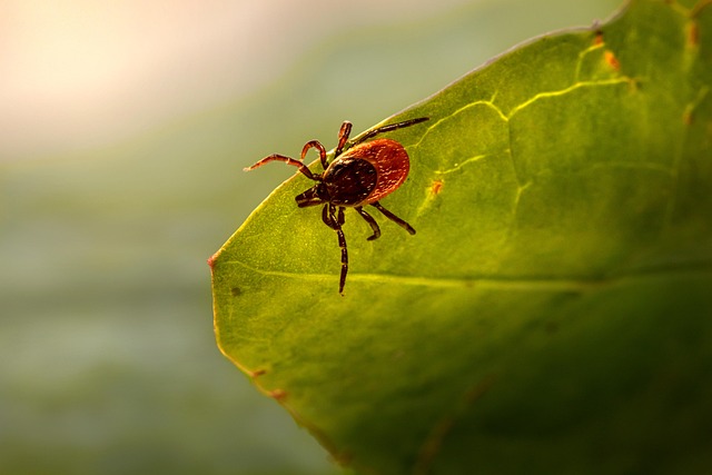 mosquito and tick control