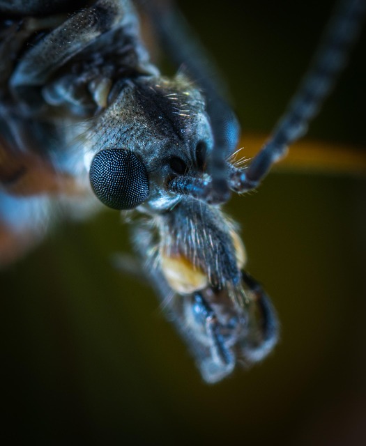 mosquito and tick control