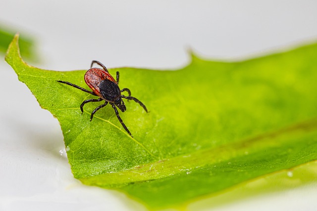 mosquito and tick control