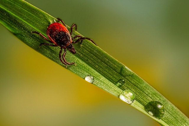 mosquito and tick control