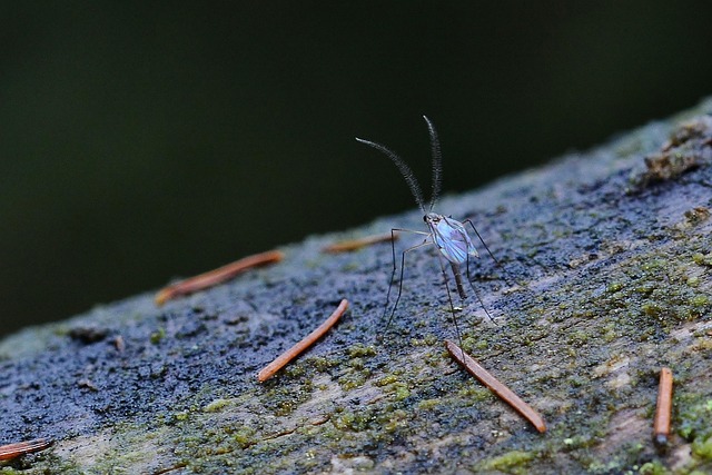 mosquito and tick control