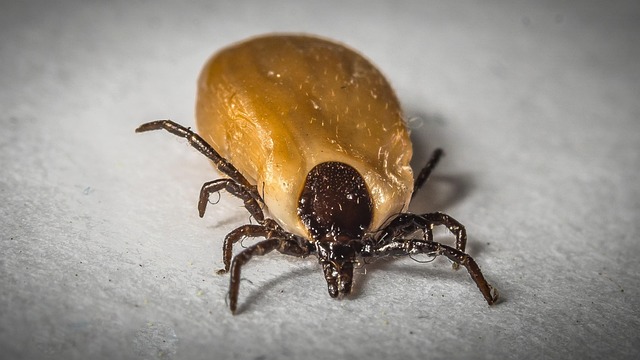 mosquito and tick control