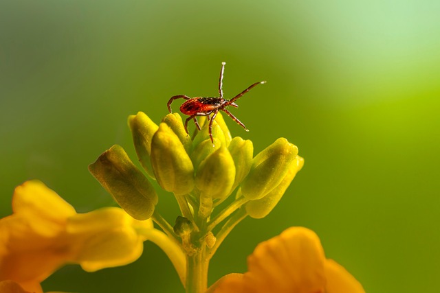 mosquito and tick control