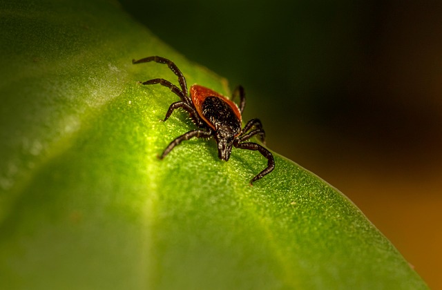 mosquito and tick control
