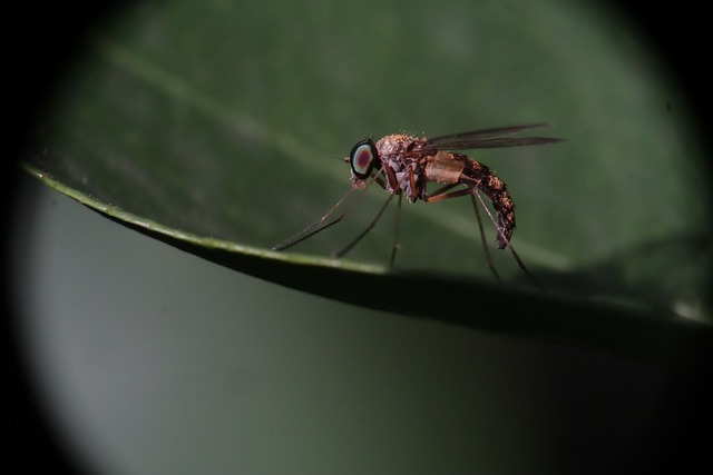 mosquito and tick control