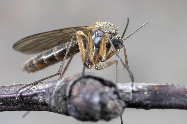 mosquito and tick control