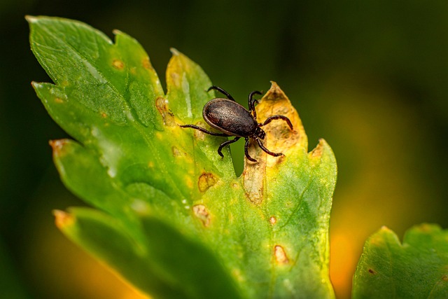 mosquito and tick control