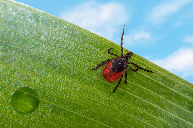 mosquito and tick control