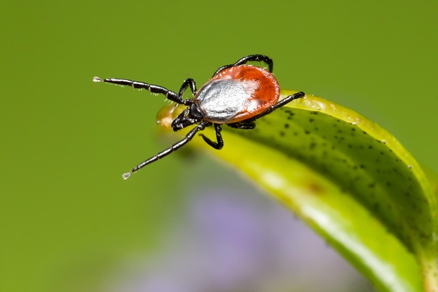 mosquito and tick control